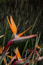 Blooing Birds of Paradise in a Winery`s Formal Garden Royalty Free Stock Photo